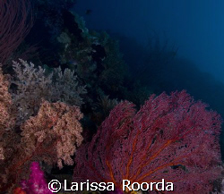 Soft coral garden. by Larissa Roorda 